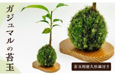 ガジュマルの苔玉(苔玉用屋久杉皿付き)