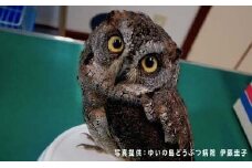 奄美野生生物保護基金に寄付