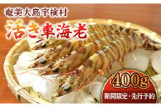 【期間限定】活き車海老 (400g )車えび 魚介 エビ 海鮮 刺身 人気 くるまえび 奄美大島 宇検村 鹿児島 