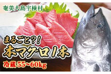 本マグロ ( 1本 約 55 ~ 60 kg ) 冷蔵 マグロ まぐろ 鮪 養殖 内臓抜き 尾なし トロ 中トロ 中とろ 大トロ 大とろ 赤身 中落とし 刺身 カマ 海鮮 贈答 豪華 100万 宇検村