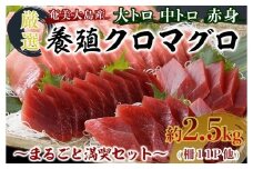 奄美大島産養殖クロマグロ 2.5kg以上 まるごと満喫セット 柵11P他 大トロ 中トロ 赤身 かま ホホの身 大容量 冷凍