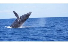 奄美大島　ゆったり見れるホエールウォッチング(6時間）