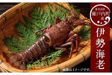 奄美大島 瀬戸内町産 伊勢海老 約2kg（加計呂麻の塩付き）