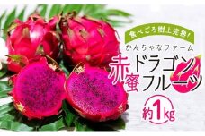 奄美産 食べごろ樹上完熟『赤蜜ドラゴンフルーツ』約1kg（2〜4玉）【ドラゴンフルーツ フルーツ 果物 くだもの 完熟 食べごろトロピカル 南国 健康 美容 ビタミンC スーパーフード ジューシー お取り寄せ フルーツギフト プレゼント用 夏の果物 季節限定 贈答品 奄美大島 鹿児島県 瀬戸内町】