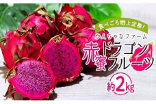 奄美産 食べごろ樹上完熟『赤蜜ドラゴンフルーツ』約2kg（4〜8玉）【ドラゴンフルーツ フルーツ 果物 くだもの 完熟 食べごろトロピカル 南国 健康 美容 ビタミンC スーパーフード ジューシー お取り寄せ フルーツギフト プレゼント用 夏の果物 季節限定 贈答品 奄美大島 鹿児島県 瀬戸内町】