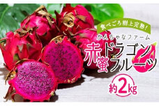 奄美産 食べごろ樹上完熟『赤蜜ドラゴンフルーツ』約2kg（4〜8玉）【ドラゴンフルーツ フルーツ 果物 くだもの 完熟 食べごろトロピカル 南国 健康 美容 ビタミンC スーパーフード ジューシー お取り寄せ フルーツギフト プレゼント用 夏の果物 季節限定 贈答品 奄美大島 鹿児島県 瀬戸内町】