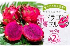 奄美産 食べごろ樹上完熟『赤蜜ドラゴンフルーツ』1kg×2箱セット【ドラゴンフルーツ フルーツ 果物 くだもの 完熟 食べごろトロピカル 南国 健康 美容 ビタミンC スーパーフード ジューシー お取り寄せ フルーツギフト プレゼント用 夏の果物 季節限定 贈答品 奄美大島 鹿児島県 瀬戸内町】