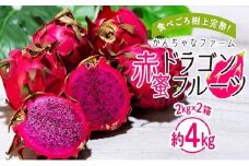奄美産 食べごろ樹上完熟『赤蜜ドラゴンフルーツ』2kg×2箱セット