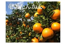 【2025年2月以降発送】訳あり 奄美たんかん 家庭用5kg＜数量限定／先行予約＞