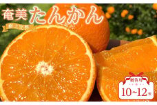 奄美大島産 食べごろ樹上完熟『奄美たんかん』贈答用 10～12玉 先行予約 2025年2月上旬より発送