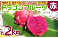 2025年発送【奄美・龍郷町産】ドラゴンフルーツ赤 約2kg（4～8玉） 鹿児島県 奄美群島 奄美大島 龍郷町 国産 奄美産 青果 果実 果物 くだもの フルーツ デザート ピタヤ 火龍果 南国 トロピカル お取り寄せ 先行予約 期間限定 数量限定