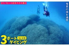 奄美の海を満喫　３ボートダイビング（ランチ付き）【ライセンス保有の方対象】 鹿児島県 奄美群島 奄美大島 龍郷町 ふるさと納税 ダイビング ファンダイビング 3ボート Cカード保有者向け マリンスポーツ アウトドア 体験 レジャー 南国 海 サンゴ ウミガメ 熱帯魚 水中写真 癒し