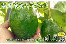 【2025年発送】南国奄美のアボカド 約1.5kg（2玉入） 鹿児島県 奄美群島 奄美大島 龍郷町 国産 奄美産 青果 果物 くだもの フルーツ 森のバター 不飽和脂肪酸 ビタミン ミネラル 葉酸 クリーミー 濃厚 なめらか お取り寄せ 農家直送