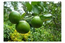 【2025年10月頃から発送】【数量限定】花良治みかん(２kg)　農家直送