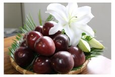 【2026年６月頃発送】【訳あり】パッションフルーツ　ご家庭用・サイズ混合 （約２kg：500g×４袋）