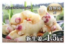 喜界島産『新生姜』1.5Kg　ショウガ/しょうが
