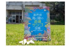 【喜界島】海と陸の造礁サンゴ図鑑