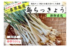 度抜群！土付き　喜界島産 島らっきょう　500g