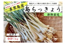 【2025年4月頃から発送】鮮度抜群！土付き　喜界島産 島らっきょう　１㎏