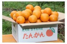  【2026年２月頃発送】たんかん(5Kg)　高岡果樹園直送