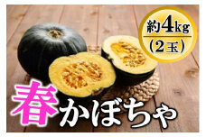 先行受付『2026年５月発送』喜界町産「春かぼちゃ」２玉(約４kg)