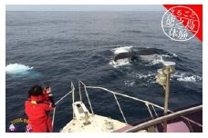 194～さぁ徳之島の海へ旅しよう～感動の瞬間！クジラウォッチング体験（3時間）