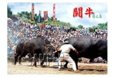 504「徳之島　ザ・闘牛」名場面集DVD5枚セット
