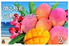 177 ≪今が旬！≫てぃだ（太陽）を浴びて育った徳之島産完熟マンゴー（2kg） ( マンゴー フルーツ 果物 完熟 無加温 徳之島 世界自然遺産 美味しい とろける 旬 贅沢 糖度 南の島 )