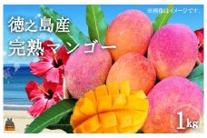 24 ≪今が旬！≫てぃだ（太陽）を浴びて育った徳之島産完熟マンゴー（1kg）( マンゴー フルーツ 果物 完熟 無加温 徳之島 世界自然遺産 美味しい とろける 旬 贅沢 糖度 南の島 ) 