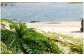 徳之島の海岸には向春草が自生しています。
