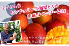 1378 ≪今が旬≫【家庭用】徳之島センチュリー果樹園さんの完熟マンゴー約2kg ( マンゴー フルーツ わけあり 訳あり 訳有 果物 完熟 無加温 徳之島 世界自然遺産 美味しい とろける 旬 贅沢 糖度 南の島 )