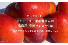 1439 ≪今が旬！≫【家庭用】徳之島センチュリー果樹園さんの完熟マンゴー1kg（2～3玉）( マンゴー フルーツ わけあり 訳あり 訳有 果物 完熟 無加温 徳之島 世界自然遺産 美味しい とろける 旬 贅沢 糖度 南の島 )