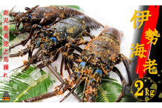1499【地魚専門店 鮮魚 魚一さん直送】～徳之島獲れ！伊勢海老～（約2kg）　( 伊勢えび イセエビ 伊勢えび 伊勢エビ えび エビ 海老 鍋 ご馳走 海の幸 料理 焼き 人気 海産物 家族 正月 お祝い ）