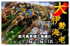 1500【地魚専門店 鮮魚 魚一さん直送】～徳之島獲れ！“大”伊勢海老（1匹）　( 伊勢えび イセエビ 伊勢えび 伊勢エビ えび エビ 海老 鍋 ご馳走 海の幸 料理 焼き 人気 海産物 家族 正月 お祝い ）