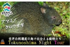 1727アマミノクロウサギが暮らす森へ！ナイトツアー（1名）