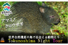 1728アマミノクロウサギが暮らす森へ！ナイトツアー（2名）