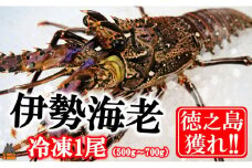 1813 新鮮なまますぐ冷凍!!徳之島産冷凍伊勢海老1尾（500g~700g） （ 伊勢えび イセエビ 伊勢えび 伊勢エビ えび エビ 海老 鍋 ご馳走 海の幸 料理 焼き 人気 海産物 家族 正月 お祝い ）