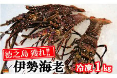 1814 新鮮なまますぐ冷凍!!徳之島産冷凍伊勢海老1kg（2尾～4尾） （ 伊勢えび イセエビ 伊勢えび 伊勢エビ えび エビ 海老 鍋 ご馳走 海の幸 料理 焼き 人気 海産物 家族 正月 お祝い ）