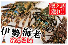 1815 新鮮なまますぐ冷凍!!徳之島産冷凍伊勢海老2kg（3尾～5尾） （ 伊勢えび イセエビ 伊勢えび 伊勢エビ えび エビ 海老 鍋 ご馳走 海の幸 料理 焼き 人気 海産物 家族 正月 お祝い ）