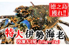 1816 新鮮なまますぐ冷凍!!徳之島産冷凍“特大”伊勢海老1尾（1.5kg以上） （ 伊勢えび イセエビ 伊勢えび 伊勢エビ えび エビ 海老 鍋 ご馳走 海の幸 料理 焼き 人気 海産物 家族 正月 お祝い ）