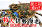 煌めきの海で育った！徳之島獲れ！“特大”伊勢海老1尾（1.5kg～2kg）をお届けします！