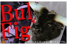 1824「ワイドーワイドーの情熱！」徳之島闘牛オリジナルキーホルダー（奄美 徳之島 島 伝統 文化 闘牛 オリジナル キーホルダー 情熱）