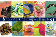 1850～紅茶やバタフライピーティーなど～徳之島の茶葉を楽しむ徳之島っ子( 黒砂糖 黒糖 シークニン 飴 キャンディ 紅茶 ハイビスカスティー バタフライピーティー )