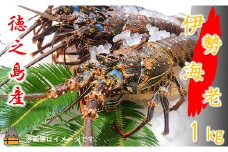 2142【地魚専門店 鮮魚 魚一さん直送】～徳之島獲れ！伊勢海老～（約1kg）  ( 伊勢えび イセエビ 伊勢えび 伊勢エビ えび エビ 海老 鍋 ご馳走 海の幸 料理 焼き 人気 海産物 家族 正月 お祝い ）