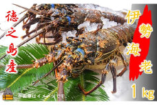 2142【地魚専門店 鮮魚 魚一さん直送】～徳之島獲れ！伊勢海老～（約1kg）  ( 伊勢えび イセエビ 伊勢えび 伊勢エビ えび エビ 海老 鍋 ご馳走 海の幸 料理 焼き 人気 海産物 家族 正月 お祝い ）