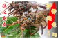 鹿児島県徳之島獲れ！伊勢海老1kgを全国にお届け致します。（冷凍）