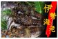 焼いても、お鍋や汁物でも、濃厚な味わいでとっても美味しいですよ！