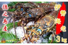 2143【地魚専門店 鮮魚 魚一さん直送】～徳之島獲れ！伊勢海老～（約3kg） ( 伊勢えび イセエビ 伊勢えび 伊勢エビ えび エビ 海老 鍋 ご馳走 海の幸 料理 焼き 人気 海産物 家族 正月 お祝い ）