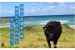 世界自然遺産の島。鹿児島県徳之島の豊かな大自然の中で生まれました。