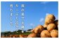 収穫時期は島中で農家さんがひとつひとつ丁寧に収獲しています。